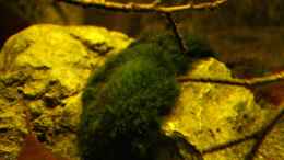 aquarium-von-marxbre-ein-stueck-suedamerika_Rockzolid Stone Modul C bestückt mit Moos.