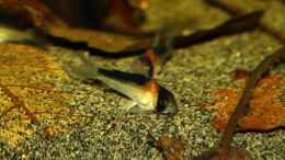 Aquarium einrichten mit Corydoras adolfoi
