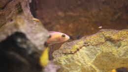 aquarium-von-ecky-eckys-malawi-becken_Aulonocara-Seifert-Firefish