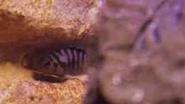 Aquarium einrichten mit Zebrabuntbarsch - Amatitlania nigrofasciata