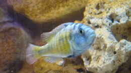 aquarium-von-ecky-eckys-malawi-becken_Haplochromis - Viktoriabarsch