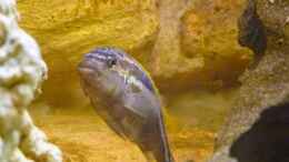 aquarium-von-ecky-eckys-malawi-becken_Türkisgoldbarsch - Melanochromis auratus
