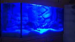 aquarium-von-ecky-eckys-malawi-becken_LED Beleuchtung Mondlicht