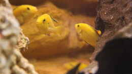 Foto mit Goldener - Labidochromis caeruleus