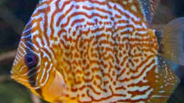 aquarium-von-diskus-amana-amazonas-diskus_2023 San Merah x Red Spotted Green,  Symphysodon aequifascia