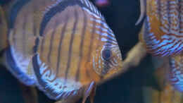 aquarium-von-diskus-amana-amazonas-diskus_2023 Diskus WF Rio Tefe,  Symphysodon aequifasciatus, 