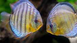 aquarium-von-diskus-amana-amazonas-diskus_2020 Grüne Diskus WF Rio Tefe,  Symphysodon aequifasciatus