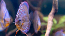 aquarium-von-diskus-amana-amazonas-diskus_2023 Diskus San Merah x Red Spotted Green,Symphysodon harald