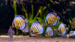 aquarium-von-diskus-amana-amazonas-diskus_2021 Diskus WF Rio Tefe und WFNZ F2-Nhamunda,  Symphysodon a