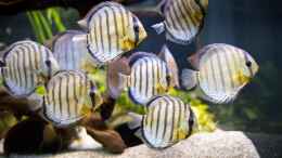 aquarium-von-diskus-amana-amazonas-diskus_ALT: 2019 WF Rio Tefe Grüne Diskus,  Symphysodon aequifasci