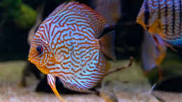 aquarium-von-diskus-amana-amazonas-diskus_2023 Diskus WFNZ F2-Nhamunda, S Symphysodon haraldi 
