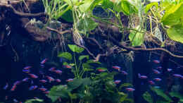 aquarium-von-diskus-amana-amazonas-diskus_2023 Roter Neon, Paracheirodon axelrodi 