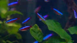 aquarium-von-diskus-amana-amazonas-diskus_2023 Roter Neon, Paracheirodon axelrodi 