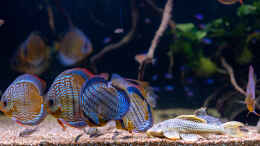 aquarium-von-diskus-amana-amazonas-diskus_2023 Diskus WF Rio Tefe, WFNZ F2-Nhamunda, San Merah x Red S