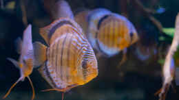 aquarium-von-diskus-amana-amazonas-diskus_2023 Diskus WF Rio Tefe,  Symphysodon aequifasciatus