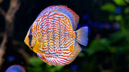 aquarium-von-diskus-amana-amazonas-diskus_2023 Diskus San Merah x Red Spotted Green, Symphysodon haral