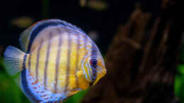 aquarium-von-diskus-amana-amazonas-diskus_2020 Grüne Diskus WF Rio Tefe,  Symphysodon aequifasciatus