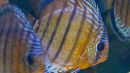 aquarium-von-diskus-amana-amazonas-diskus_2023 Diskus WF Rio Tefe, Symphysodon aequifasciatus,