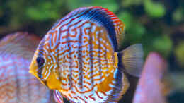 aquarium-von-diskus-amana-amazonas-diskus_2023 Diskus San Merah x Red Spotted Green, Symphysodon haral