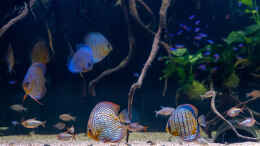 aquarium-von-diskus-amana-amazonas-diskus_2023 Diskus WF Rio Tefe, WFNZ F2-Nhamunda, San Merah x Red S
