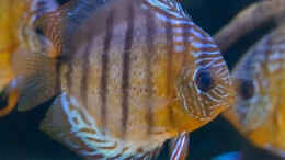 aquarium-von-diskus-amana-amazonas-diskus_2023 Diskus WF Rio Tefe,  Symphysodon aequifasciatus