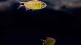 aquarium-von-diskus-amana-amazonas-diskus_ALT: 2020, Moenkhausia Pretoensis