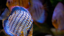 aquarium-von-diskus-amana-amazonas-diskus_2023 Diskus San Merah x Red Spotted Green,  Symphysodon aequ