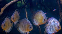 aquarium-von-diskus-amana-amazonas-diskus_2023 Diskus WF Rio Tefe, WFNZ F2-Nhamunda,  Symphysodon aequ