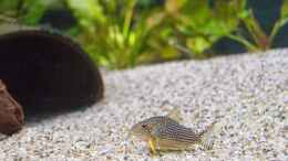 Aquarium einrichten mit 2019, Sterbai Panzerwelse, Corydoras sterbai