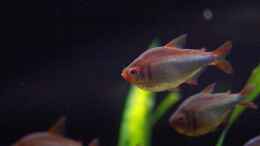Aquarium einrichten mit 2019 Brombeer Salmler Hyphessobrycon wadai