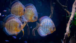 aquarium-von-diskus-amana-amazonas-diskus_2023 Diskus WF Rio Tefe, WFNZ F2-Nhamunda,  Symphysodon aequ