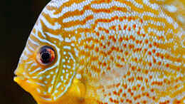 aquarium-von-diskus-amana-amazonas-diskus_ALT: 2015, Grüne Diskus Amanã,  Symphysodon aequifasciatus