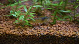 aquarium-von-junglist-bachlauf-paludarium-gibts-so-nicht-mehr_Amano-Garnele mit Rotala rotundifolia 