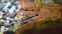 aquarium-von-junglist-bachlauf-paludarium-gibts-so-nicht-mehr_Corydoras habrosus