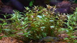 Aquarium einrichten mit Rotala indica und rotundifolia (davon hauptsächlich