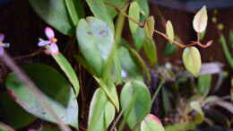 Foto mit Begonia eleagnifolia Schulzei