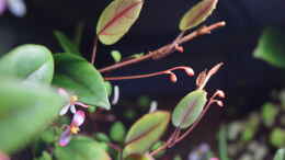Foto mit Begonia schlulzei