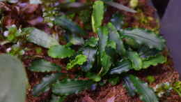 Foto mit Bucephalandra spec. Wavy Leaf emers