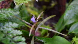 Foto mit Hygrophila lancea mit Blüte
