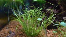 Foto mit Im Bachlauf findet man Juncus repens mit Hydrocotyle leucocephala
