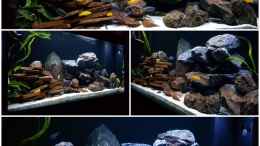 aquarium-von-dietmar-pfeffer-malawi_Mein Malawitraum