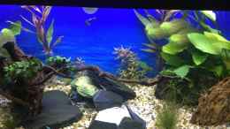 aquarium-von--andreas--deep-blue-sea_Schale mit feinem Kies für die Welse