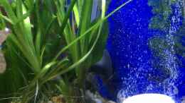 aquarium-von--andreas--deep-blue-sea_28.02.16