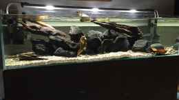 Aquarium einrichten mit Rio Xingu Biotop