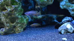 aquarium-von-lordi-becken-32393_mpanga Nachwuchs