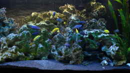 aquarium-von-lordi-becken-32393_alle beim futtern