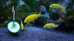 aquarium-von-lordi-becken-32393_yellows mit lecker Gurke