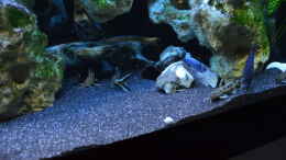 aquarium-von-lordi-becken-32393_petricolas beim futtern