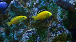 aquarium-von-lordi-becken-32393_Yellow Bock mit Weibchen