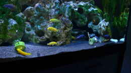 aquarium-von-lordi-becken-32393_beim Gurke essen